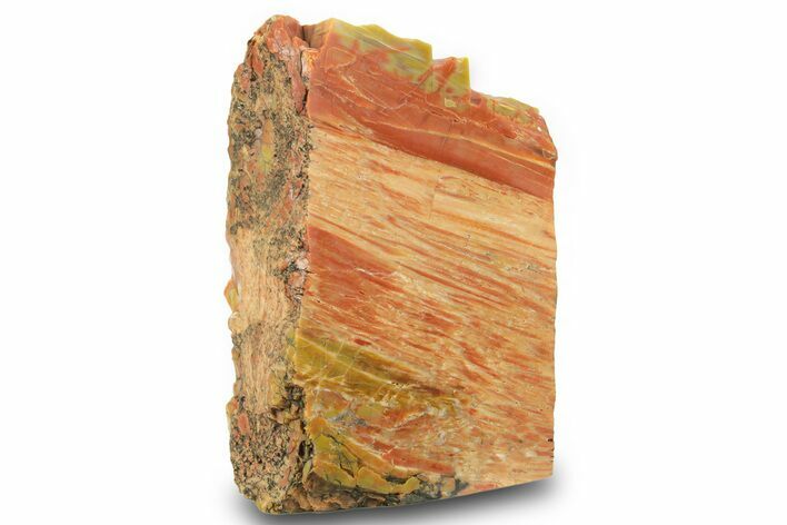 Free Standing Petrified Wood (Araucarioxylon) - Arizona #371658
